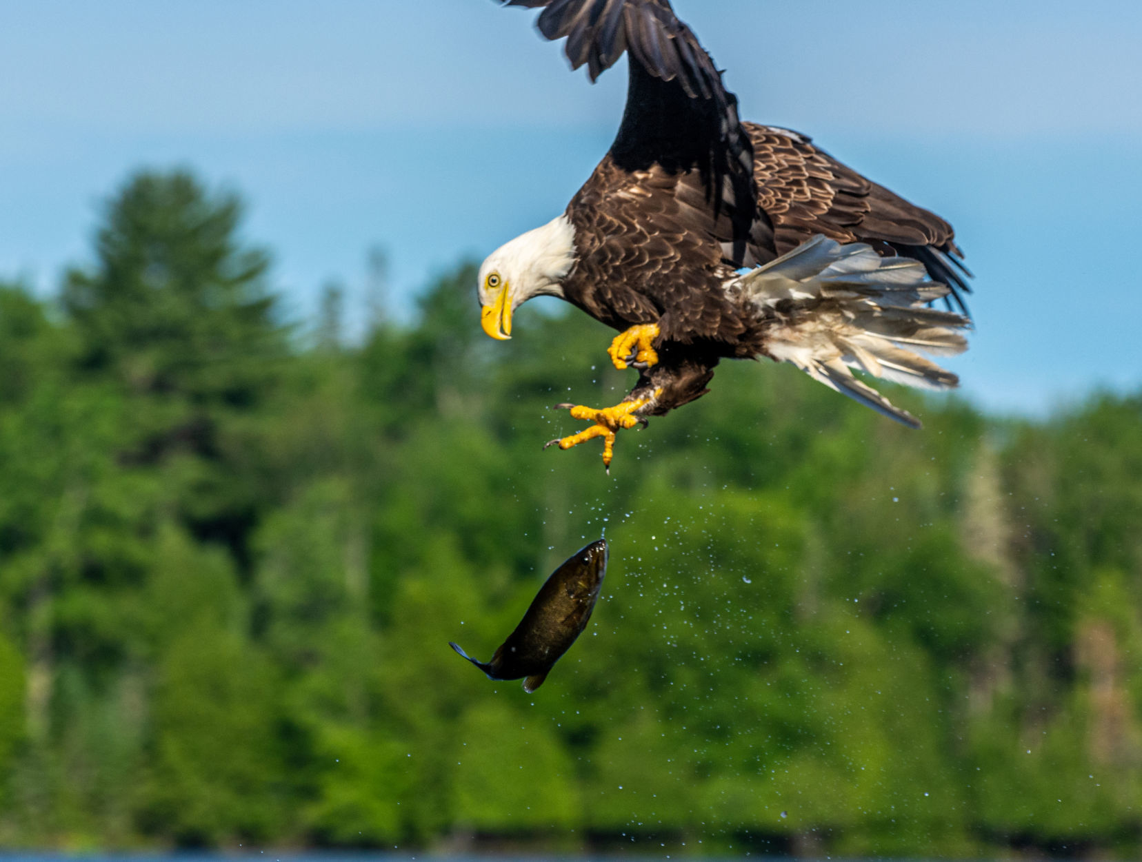 Eagle loses fish